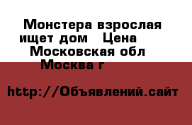 Монстера взрослая ищет дом › Цена ­ 5 - Московская обл., Москва г.  »    